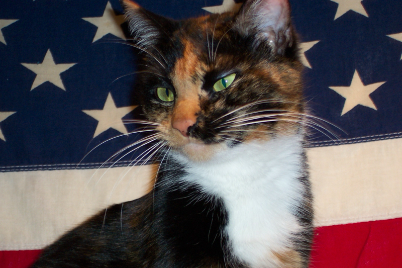 Arwen the Patriot