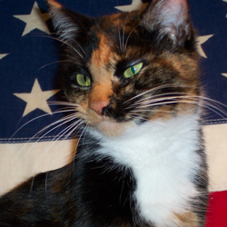 Arwen the Patriot