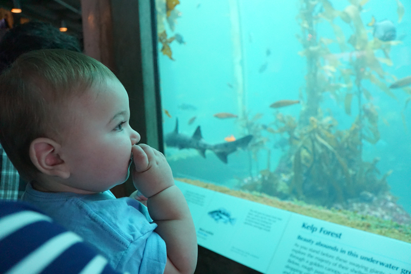 Johnny at the Monterey Bay Aquarium
