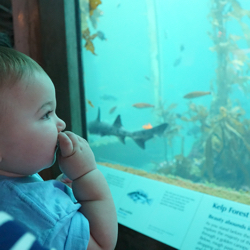 Johnny at the Monterey Bay Aquarium