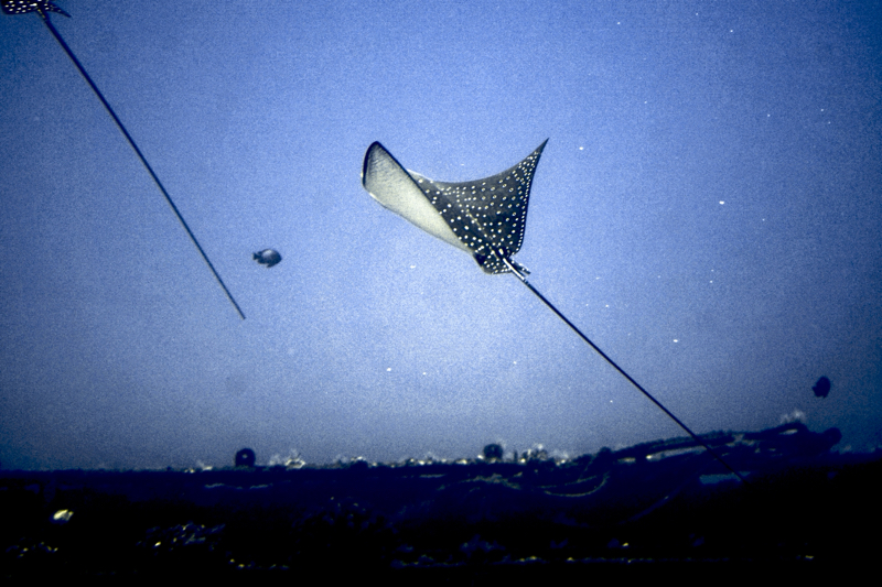 Spotted Eagle Ray