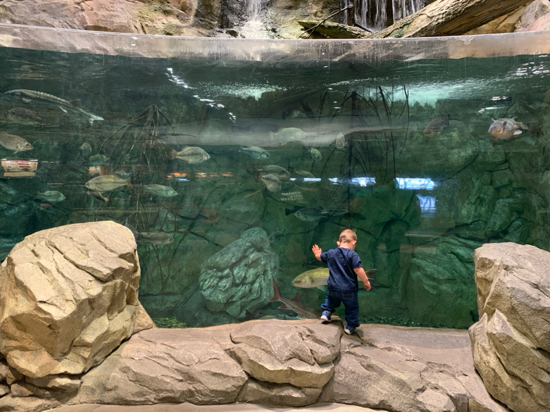 The Fish at Bass Pro