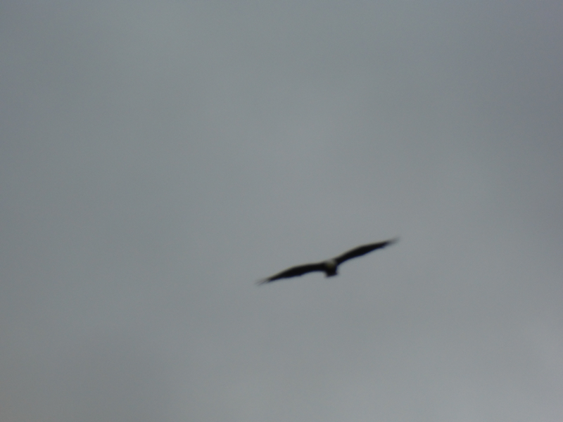 Eagle in Flight